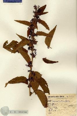 URN_catalog_HBHinton_herbarium_13224.jpg.jpg
