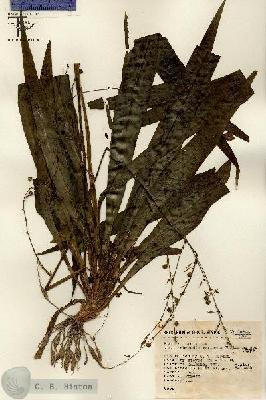 URN_catalog_HBHinton_herbarium_14526.jpg.jpg