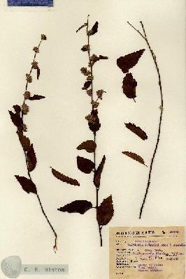 URN_catalog_HBHinton_herbarium_13251.jpg.jpg