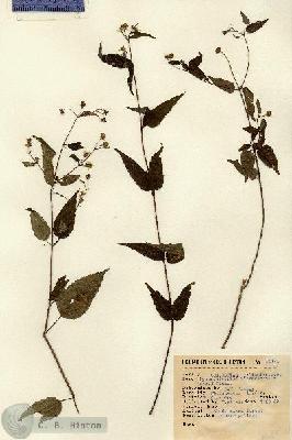 URN_catalog_HBHinton_herbarium_14182.jpg.jpg