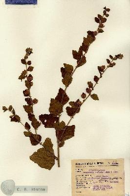 URN_catalog_HBHinton_herbarium_13274.jpg.jpg