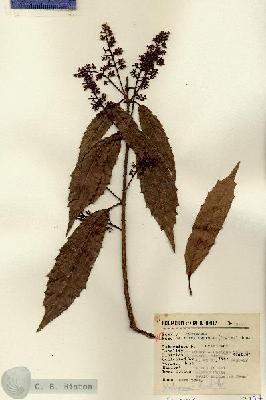 URN_catalog_HBHinton_herbarium_13277.jpg.jpg