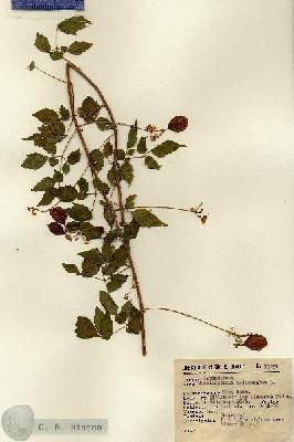 URN_catalog_HBHinton_herbarium_13291.jpg.jpg