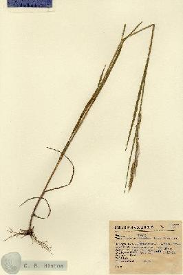 URN_catalog_HBHinton_herbarium_1337.jpg.jpg