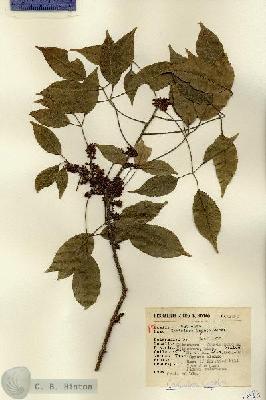 URN_catalog_HBHinton_herbarium_13385.jpg.jpg