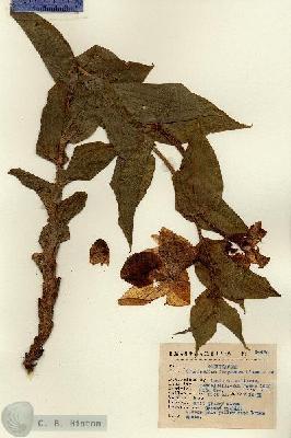URN_catalog_HBHinton_herbarium_14420.jpg.jpg