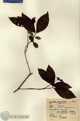 URN_catalog_HBHinton_herbarium_13912.jpg.jpg