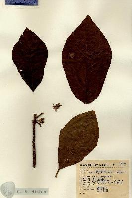 URN_catalog_HBHinton_herbarium_13940.jpg.jpg