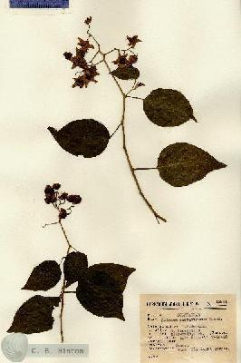 URN_catalog_HBHinton_herbarium_13951.jpg.jpg