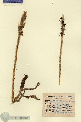URN_catalog_HBHinton_herbarium_14218.jpg.jpg