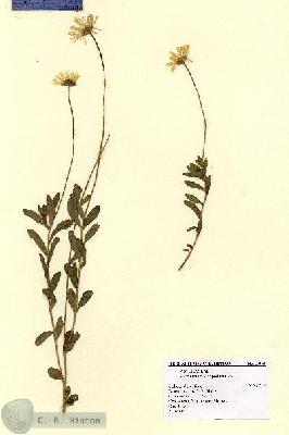 URN_catalog_HBHinton_herbarium_13959.jpg.jpg