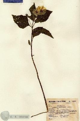 URN_catalog_HBHinton_herbarium_13992.jpg.jpg