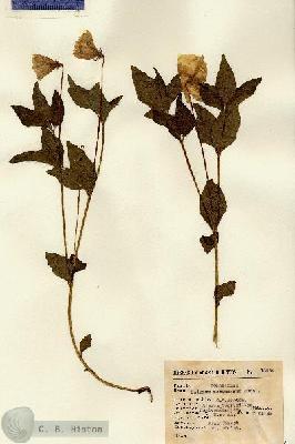 URN_catalog_HBHinton_herbarium_13994.jpg.jpg