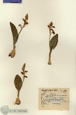 URN_catalog_HBHinton_herbarium_1400.jpg.jpg