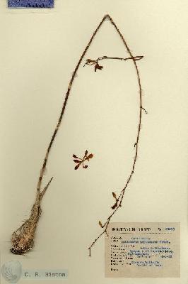 URN_catalog_HBHinton_herbarium_14122.jpg.jpg