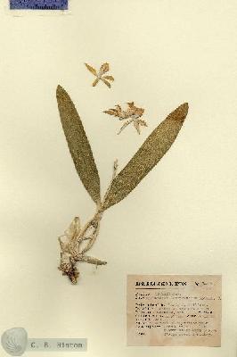 URN_catalog_HBHinton_herbarium_14136.jpg.jpg