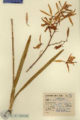 URN_catalog_HBHinton_herbarium_14261.jpg.jpg