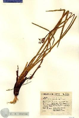 URN_catalog_HBHinton_herbarium_14267.jpg.jpg
