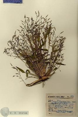 URN_catalog_HBHinton_herbarium_14271.jpg.jpg