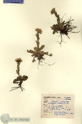 URN_catalog_HBHinton_herbarium_14291.jpg.jpg