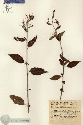 URN_catalog_HBHinton_herbarium_14297.jpg.jpg