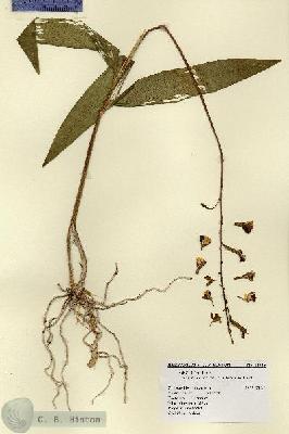 URN_catalog_HBHinton_herbarium_14315.jpg.jpg