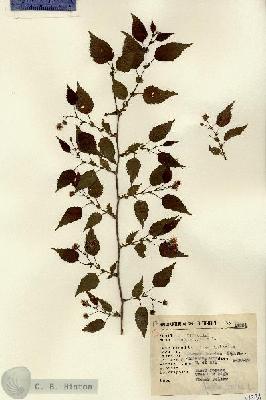 URN_catalog_HBHinton_herbarium_14331.jpg.jpg
