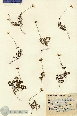 URN_catalog_HBHinton_herbarium_14449.jpg.jpg