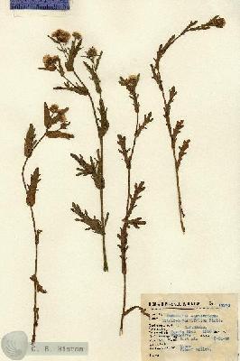 URN_catalog_HBHinton_herbarium_14373.jpg.jpg