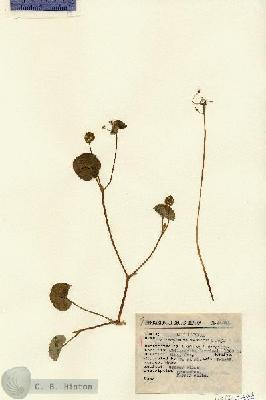 URN_catalog_HBHinton_herbarium_14384.jpg.jpg