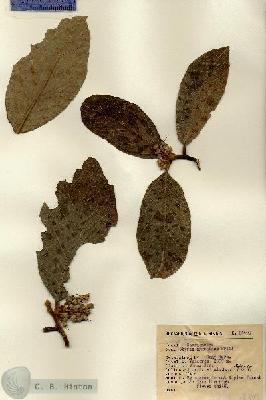 URN_catalog_HBHinton_herbarium_14409.jpg.jpg