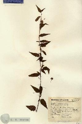 URN_catalog_HBHinton_herbarium_14615.jpg.jpg