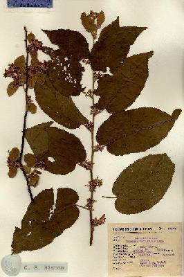 URN_catalog_HBHinton_herbarium_14554.jpg.jpg