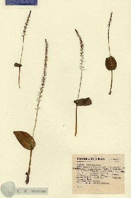 URN_catalog_HBHinton_herbarium_14467.jpg.jpg