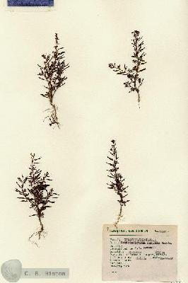 URN_catalog_HBHinton_herbarium_1448.jpg.jpg