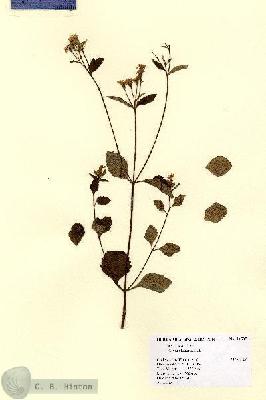 URN_catalog_HBHinton_herbarium_14505.jpg.jpg