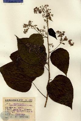 URN_catalog_HBHinton_herbarium_14567.jpg.jpg