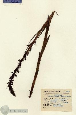 URN_catalog_HBHinton_herbarium_14507.jpg.jpg