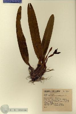 URN_catalog_HBHinton_herbarium_14513.jpg.jpg