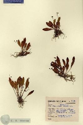 URN_catalog_HBHinton_herbarium_14514.jpg.jpg