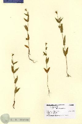URN_catalog_HBHinton_herbarium_1460.jpg.jpg