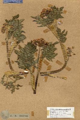URN_catalog_HBHinton_herbarium_17045.jpg.jpg