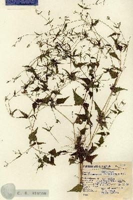 URN_catalog_HBHinton_herbarium_14614.jpg.jpg