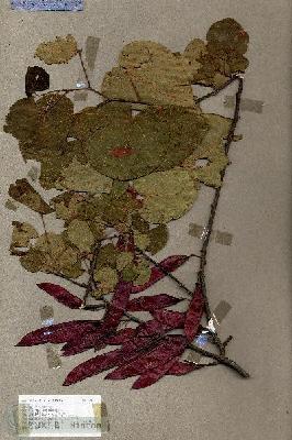 URN_catalog_HBHinton_herbarium_17051.jpg.jpg