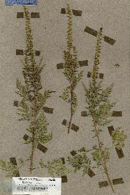 URN_catalog_HBHinton_herbarium_19595.jpg.jpg