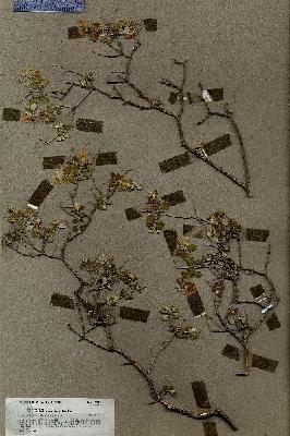 URN_catalog_HBHinton_herbarium_19599.jpg.jpg