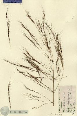 URN_catalog_HBHinton_herbarium_6673-1.jpg.jpg