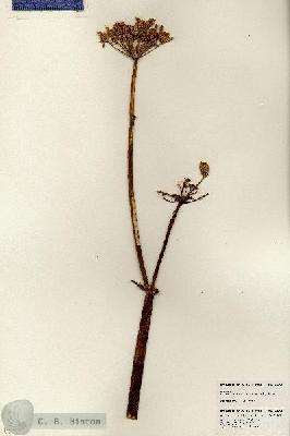 URN_catalog_HBHinton_herbarium_23965.jpg.jpg