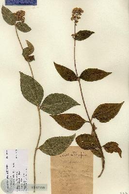 URN_catalog_HBHinton_herbarium_11313.jpg.jpg