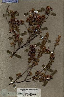 URN_catalog_HBHinton_herbarium_19613.jpg.jpg